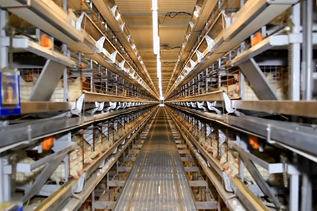 Technological Raising and Production
